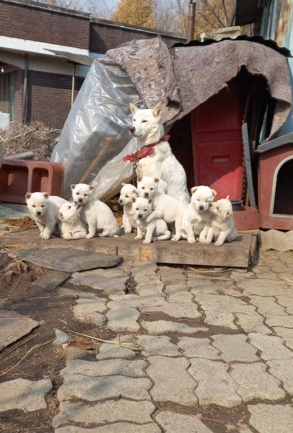 한달된 댕댕이 대가족 사진