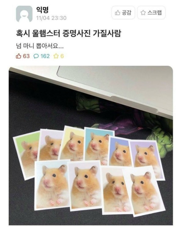 귀여운 햄스터 사진 가지실분