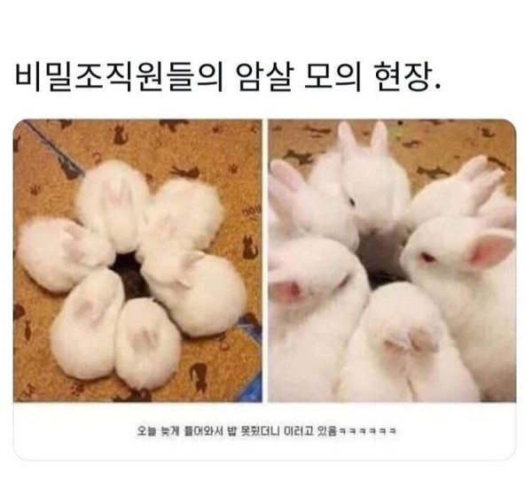 토끼들의 모의현장 ㅋㅋ