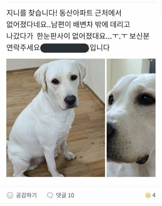 실종된 강아지 후기