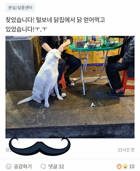 실종된 강아지 후기