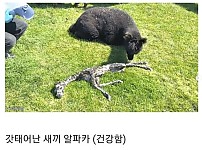 사람들이 오해할만한 새끼 알파카