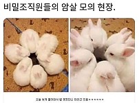 토끼들의 모의현장 ㅋㅋ