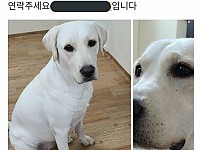 실종된 강아지 후기