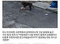 개가 다 먹은 햄버거 리뷰 ㄷㄷ