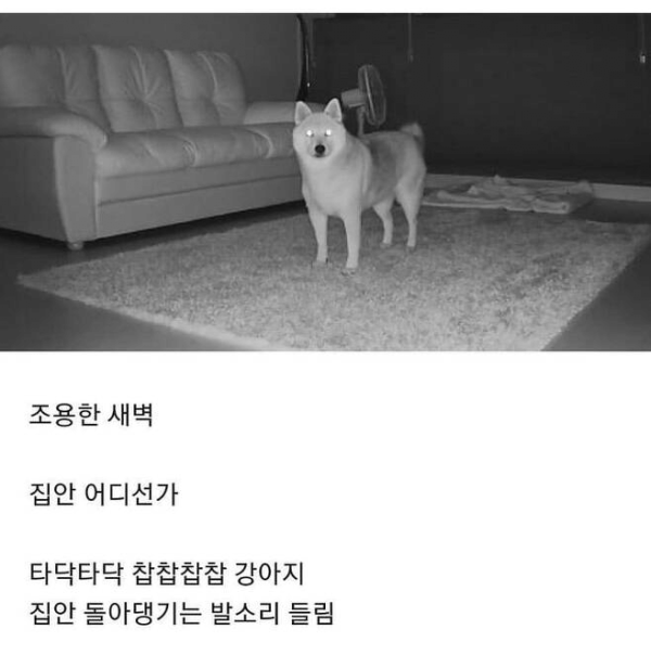 강아지 키우는 사람만 아는 것