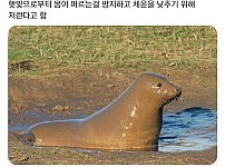 물댕댕이의 퐁듀