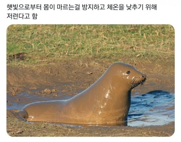 물댕댕이의 퐁듀