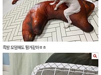 롱다리 말티즈 자랑 ㅋㅋ